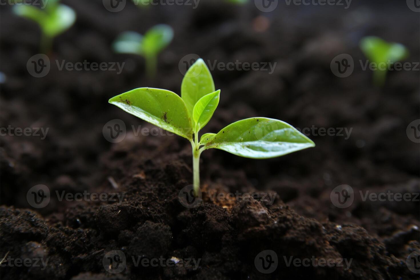 AI generated Green growth Top view of young avocado plant emerging from soil photo