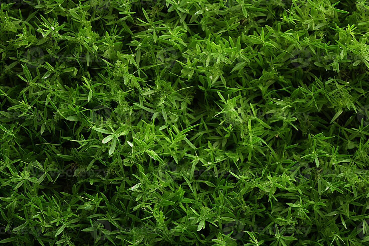 AI generated Green abstraction Top view of grass texture for versatile backgrounds photo