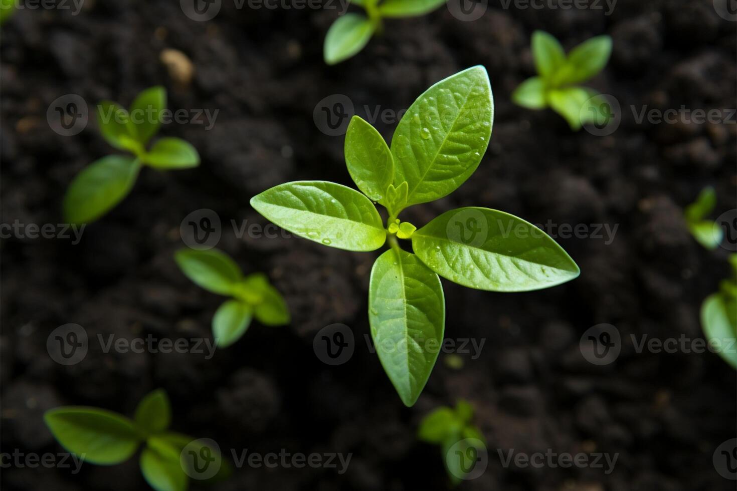 AI generated Sprouting life Top down view of an avocado plant growing photo