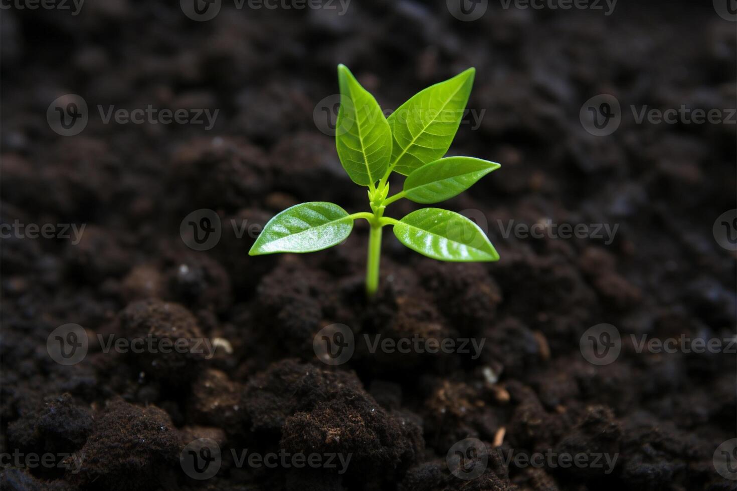 AI generated Green growth Top view of young avocado plant emerging from soil photo