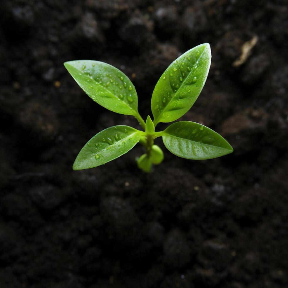 ai generado brotante vida parte superior abajo ver de un aguacate planta creciente para social medios de comunicación enviar Talla foto