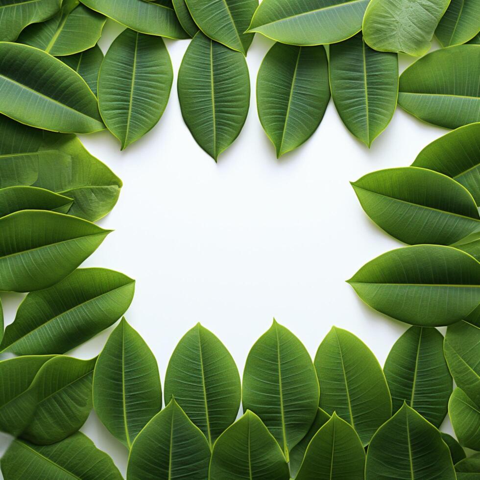 AI generated Wholesome frame Green plumeria leaf border isolated on white background For Social Media Post Size photo