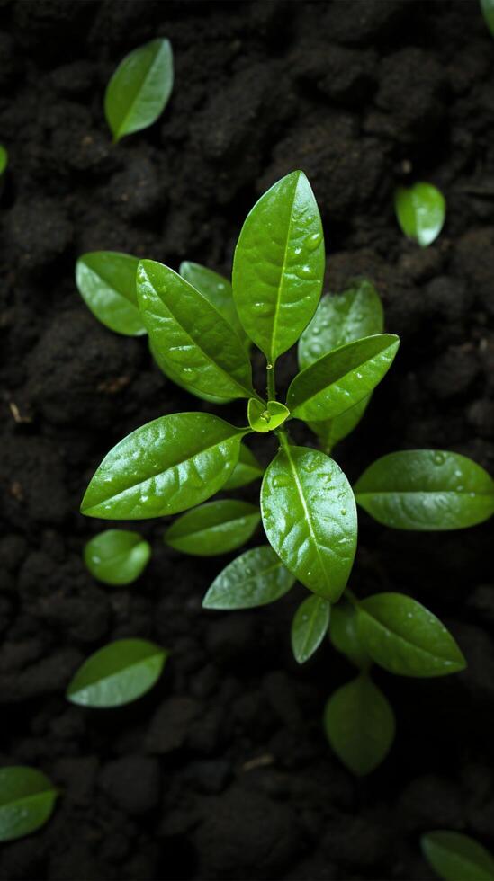 AI generated Sprouting life Top down view of an avocado plant growing Vertical Mobile Wallpaper photo