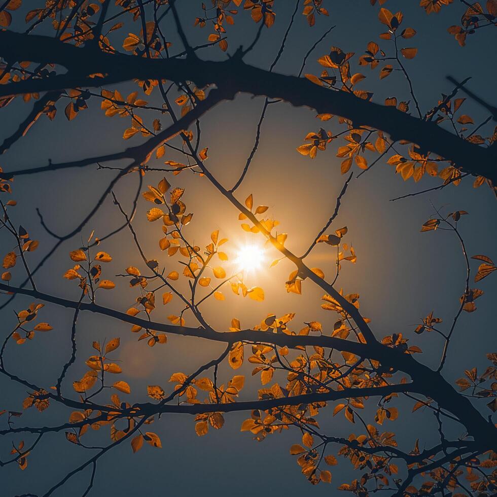 AI generated Tree branches silhouette under the autumn sun, a peaceful scene For Social Media Post Size photo