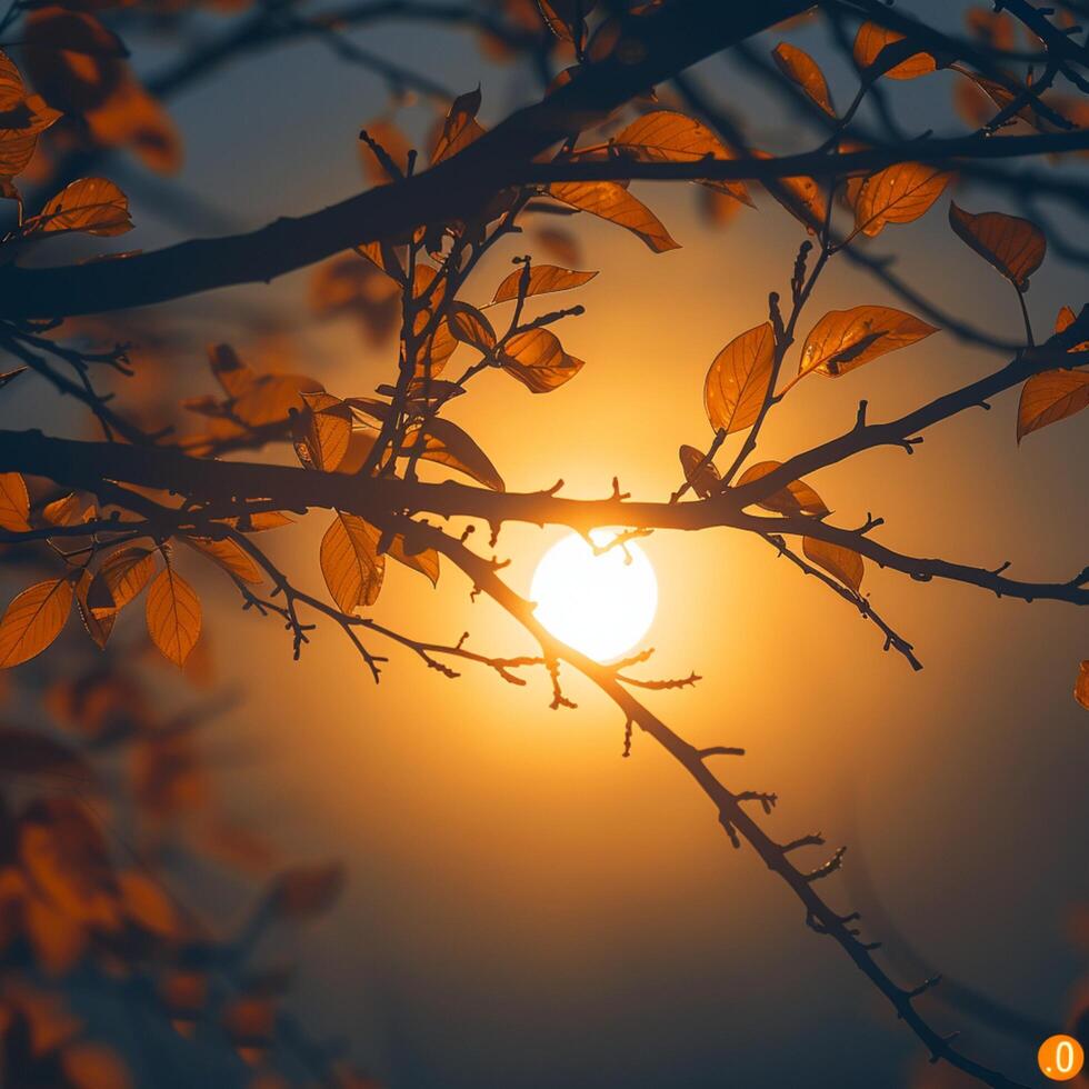 AI generated Autumn sun illuminates silhouette of tree branches, creating serene atmosphere For Social Media Post Size photo