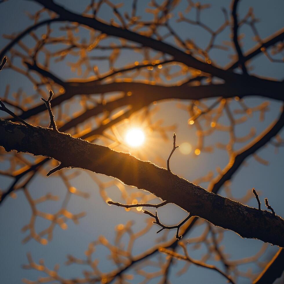 AI generated Tree branches silhouette under the autumn sun, a peaceful scene For Social Media Post Size photo