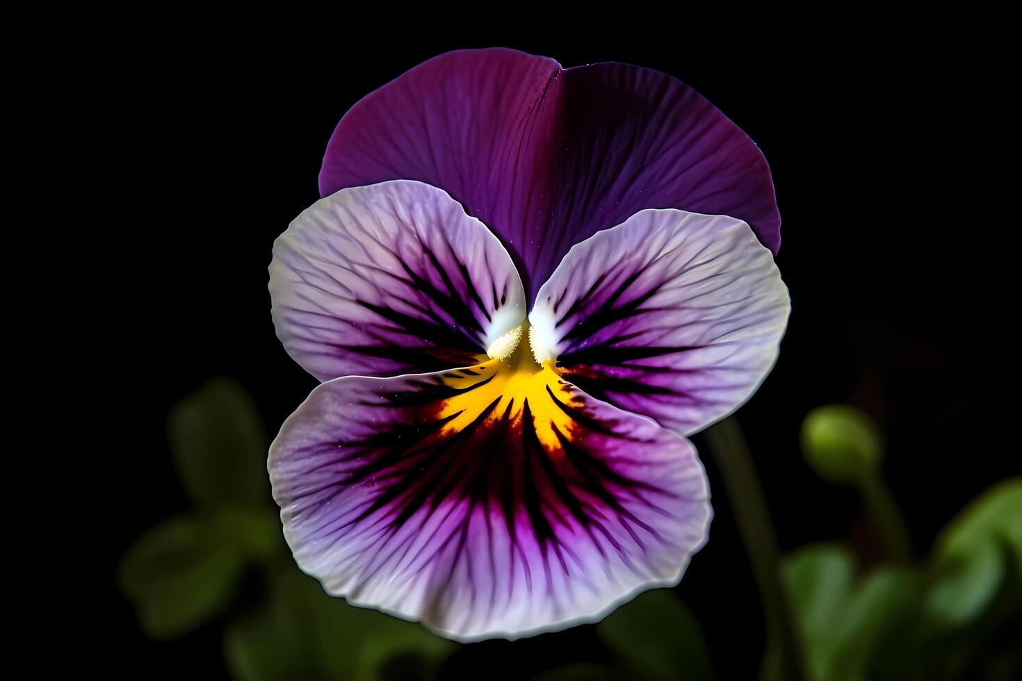 AI generated Pansy - Viola tricolor - Flower native to Europe and Asia - Known for their heart-shaped blooms and bright colors. A symbol of loving thoughts photo