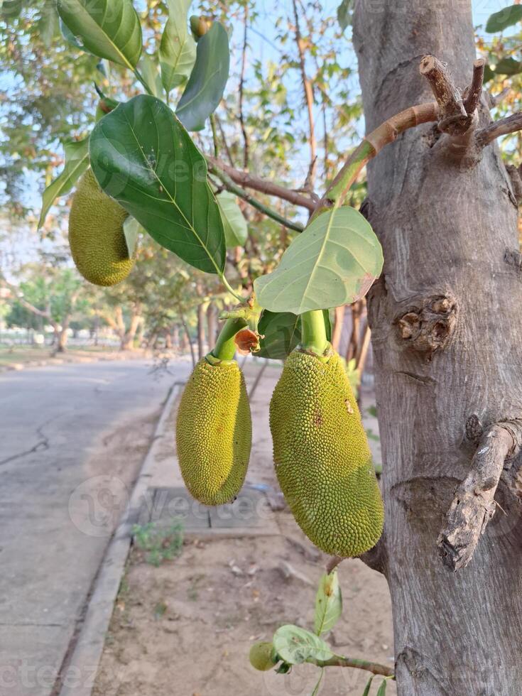 Jackfruit tree in the garden photo