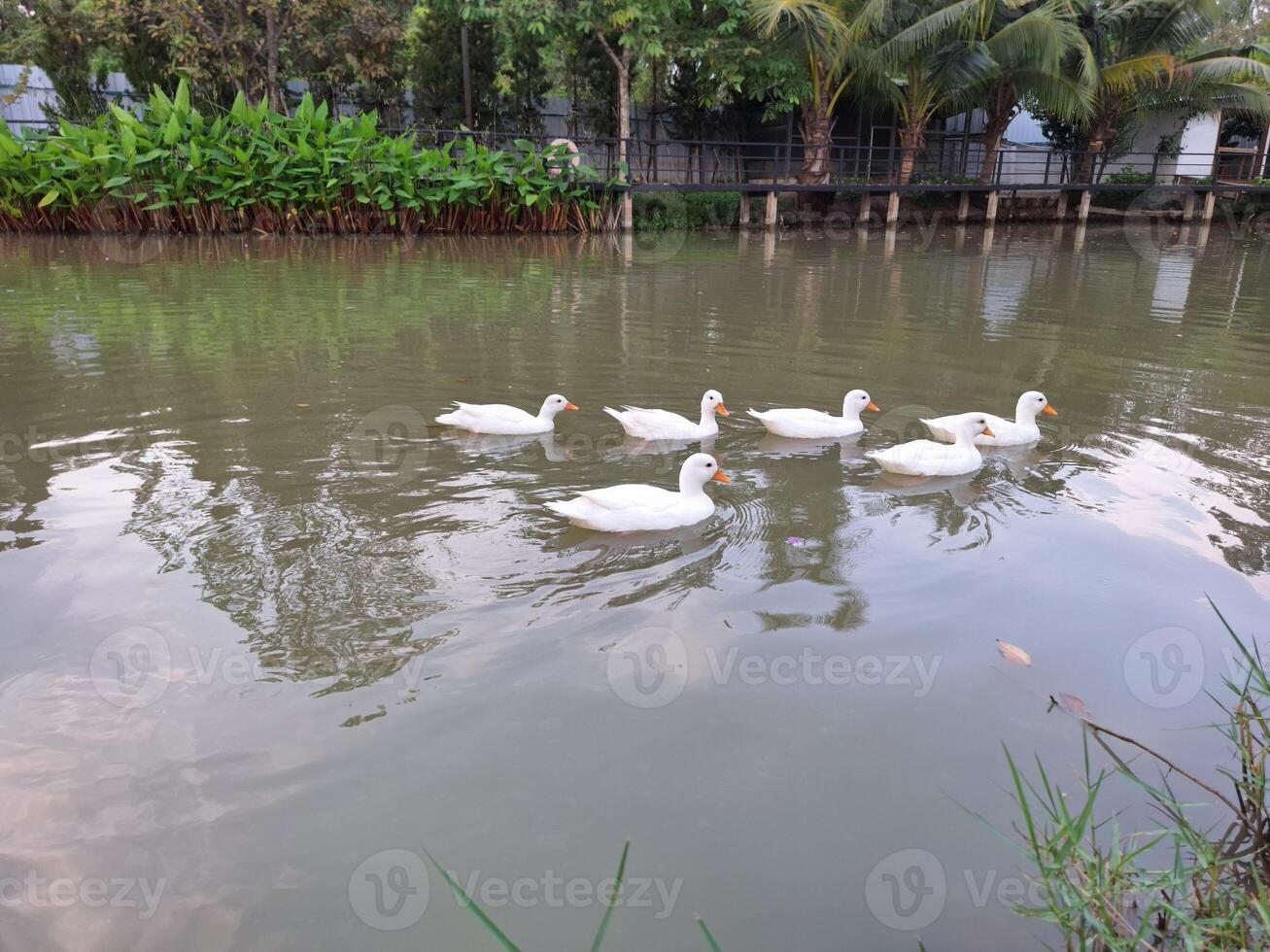 Flock of white ducks in the water of the park photo