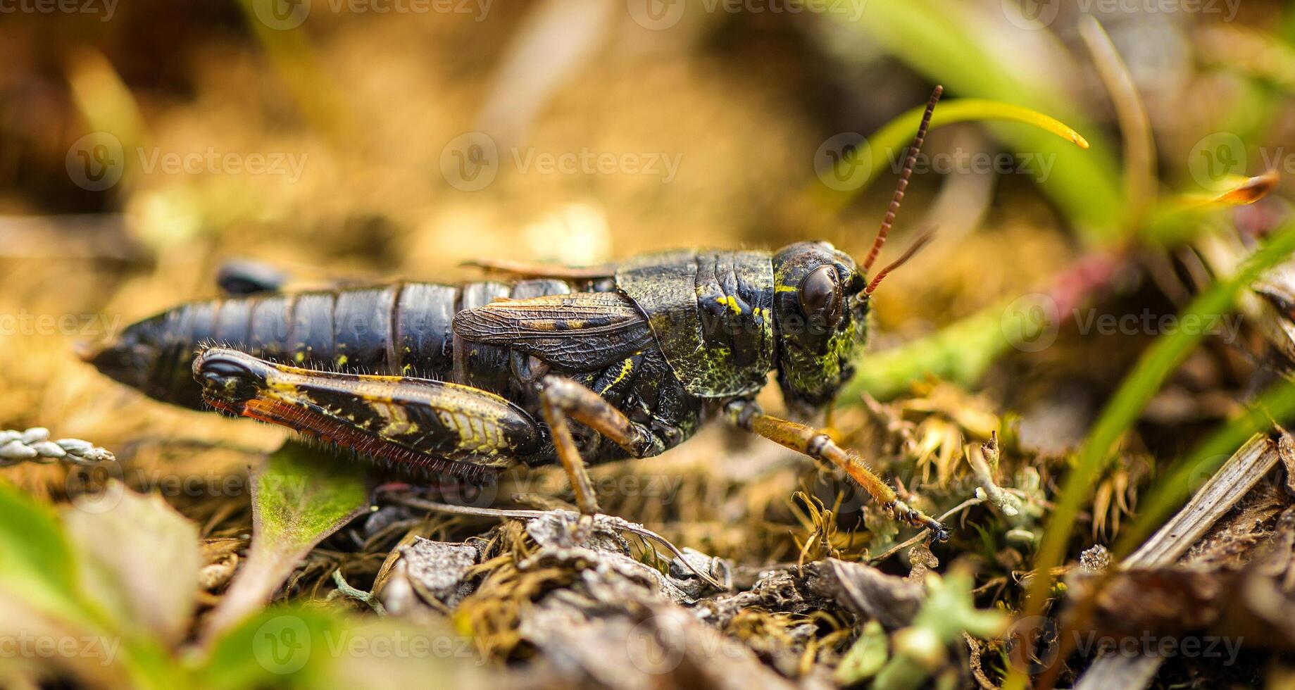 pequeño insecto saltamontes en el amarillo y verde césped. foto