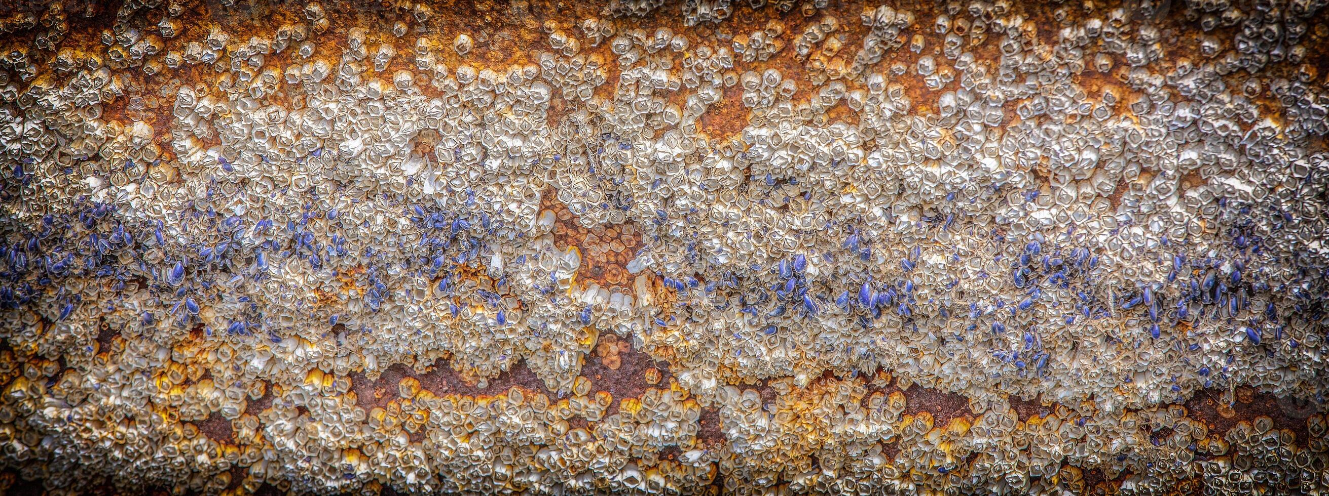 Background acorn barnacles attached to hull of rowboat photo