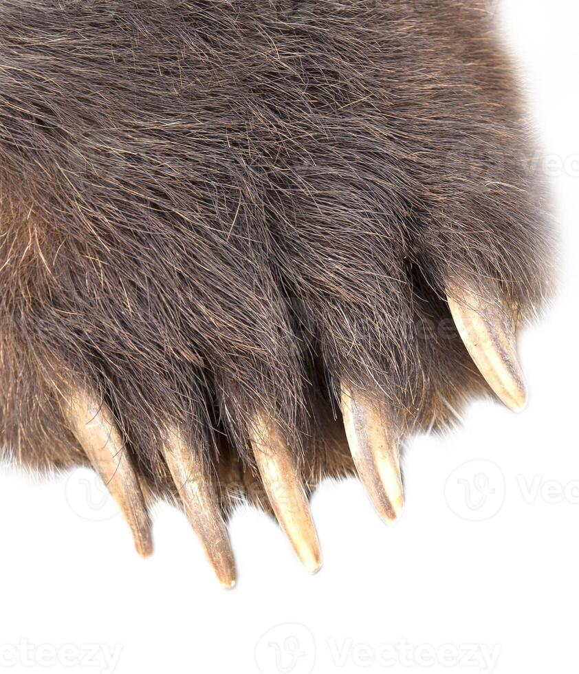 paw with claws brown bear isolated on white background photo