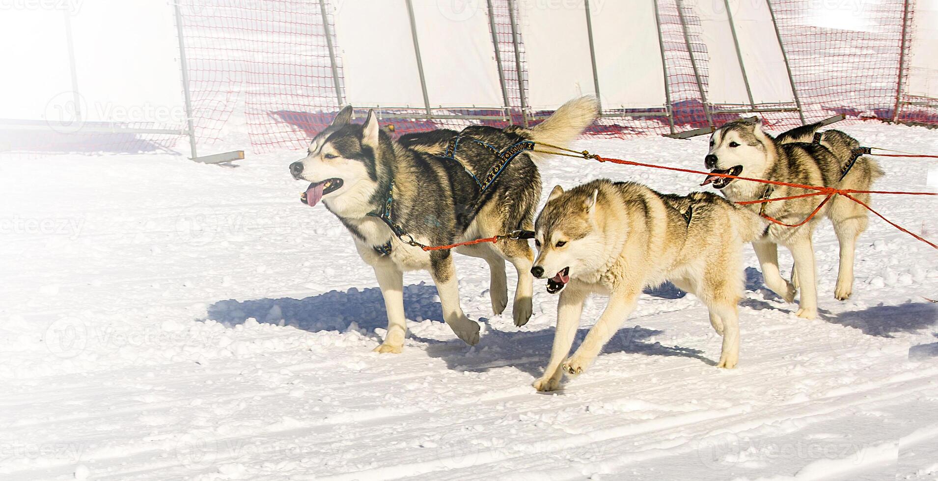 Sled dogs team running in the snow on Kamchatka on soft sunlight photo