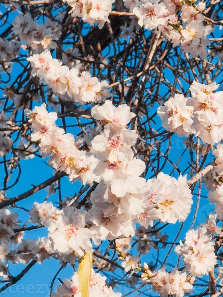 white flowers on branch in spring photo