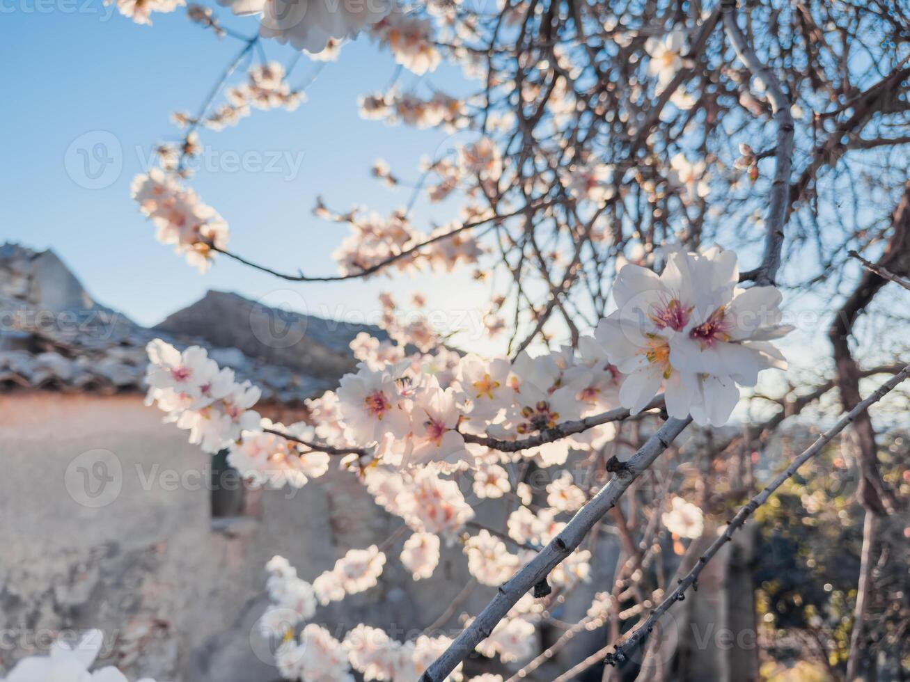 árbol rama lleno de blanco flores foto