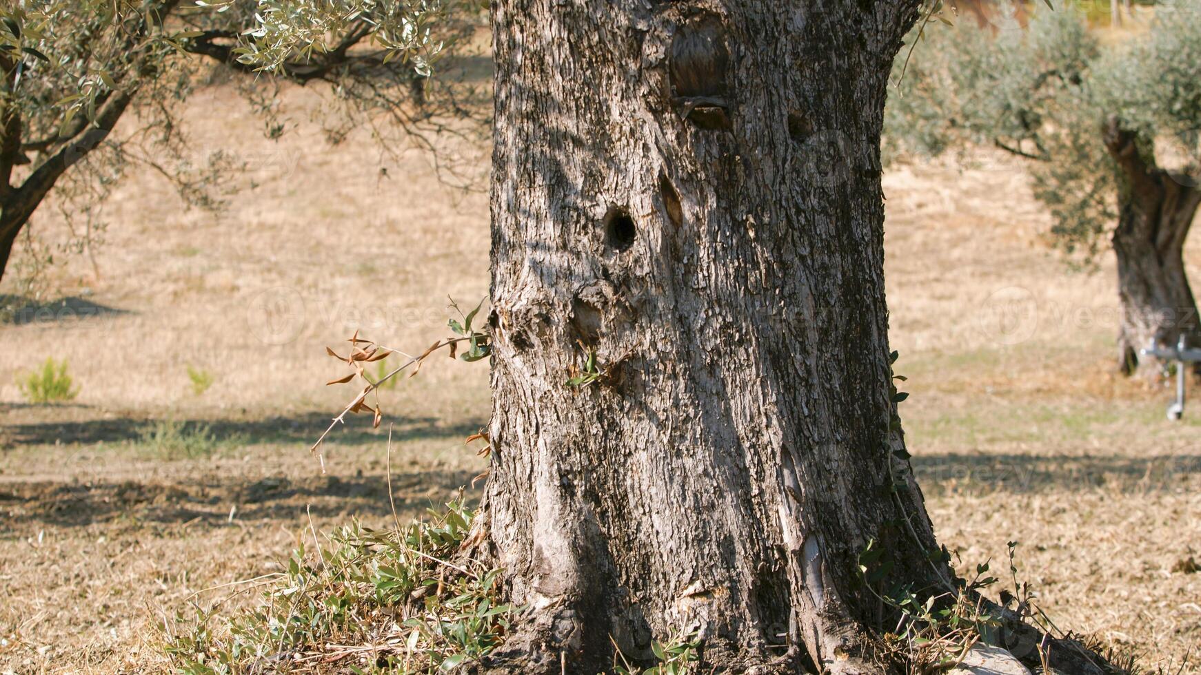 Centuries old olive tree trunk photo