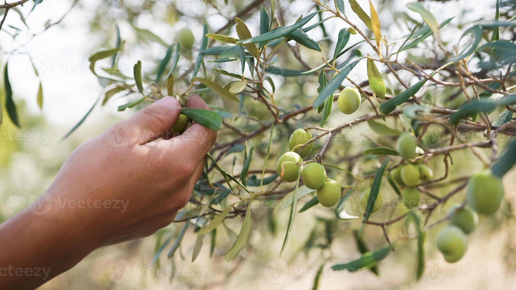 Hand picks olives from the branch photo