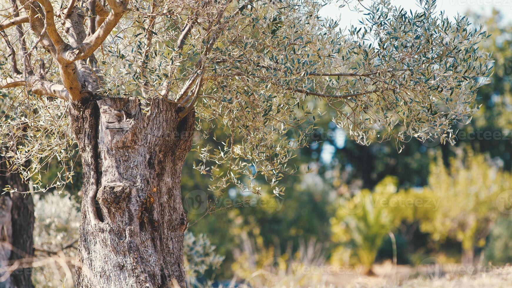 siglos antiguo aceituna árbol maletero foto