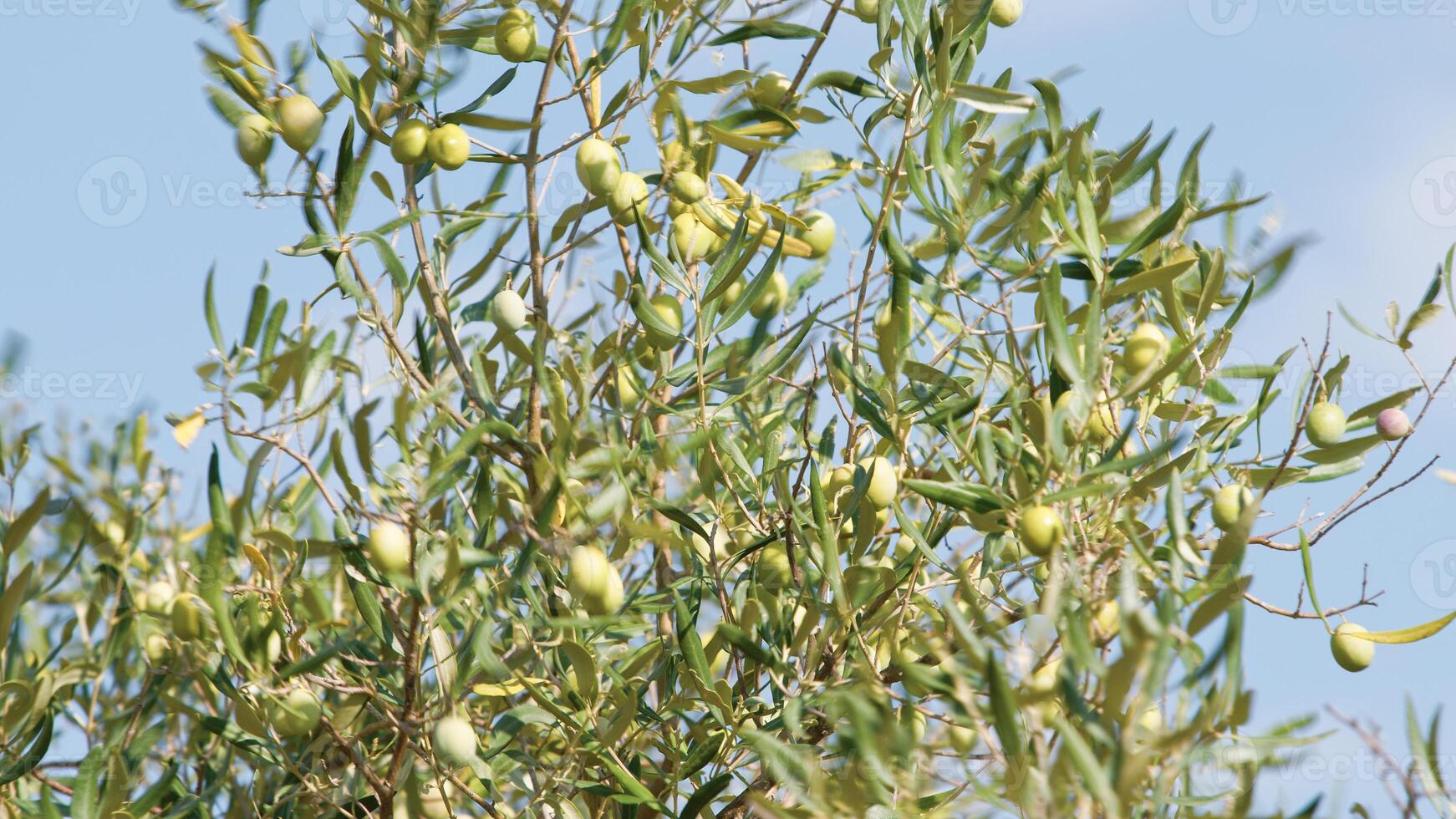 verde aceitunas en árbol rama foto