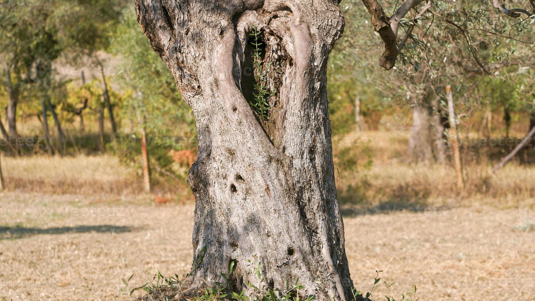 Centuries old olive tree trunk photo
