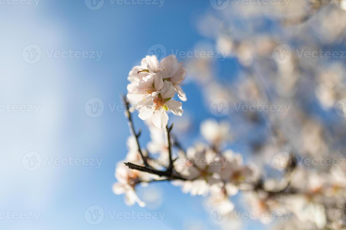 Almond Tree Branches During The Coming Of Spring photo