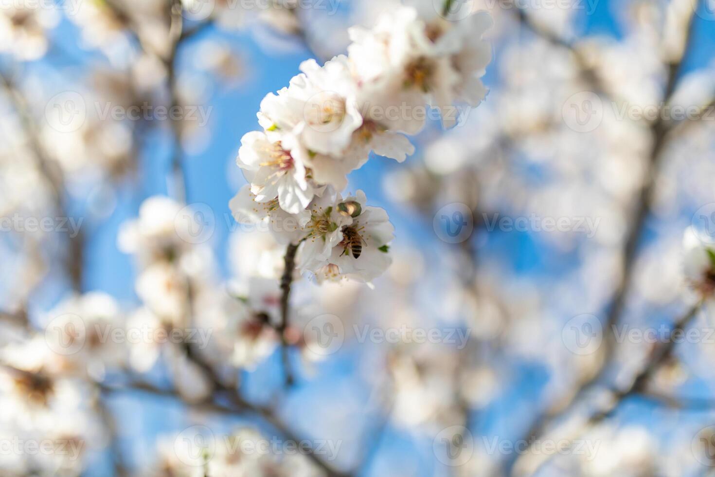 un abeja volador dentro el ramas de un almendra árbol foto