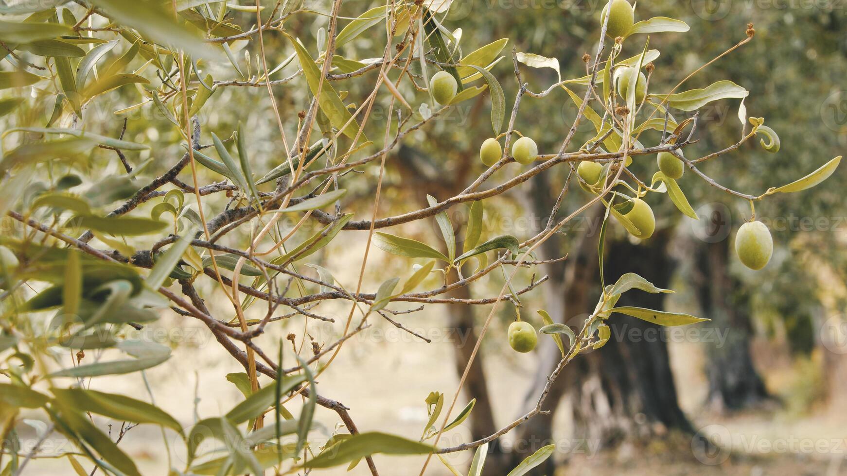 aceitunas para extra Virgen petróleo foto