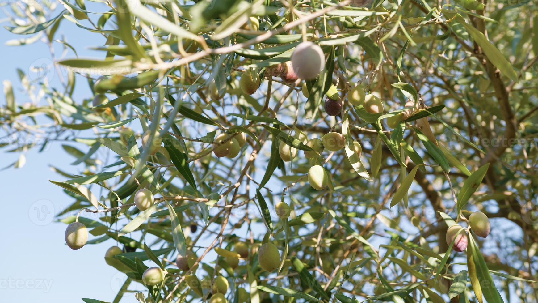 maduro aceitunas en árbol rama foto