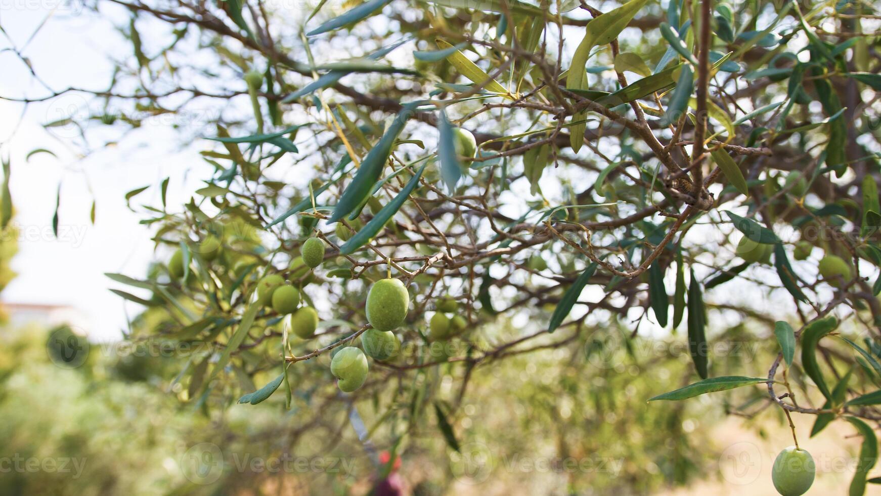 aceitunas en árbol rama foto