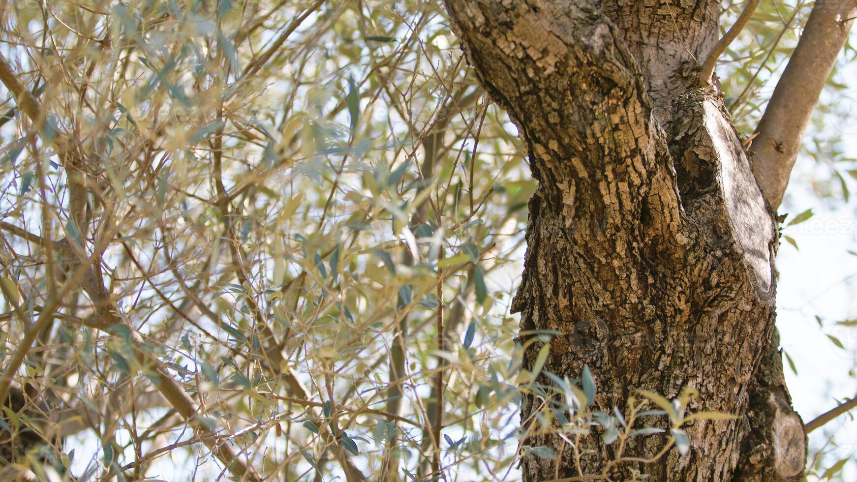 Centuries old olive tree trunk photo