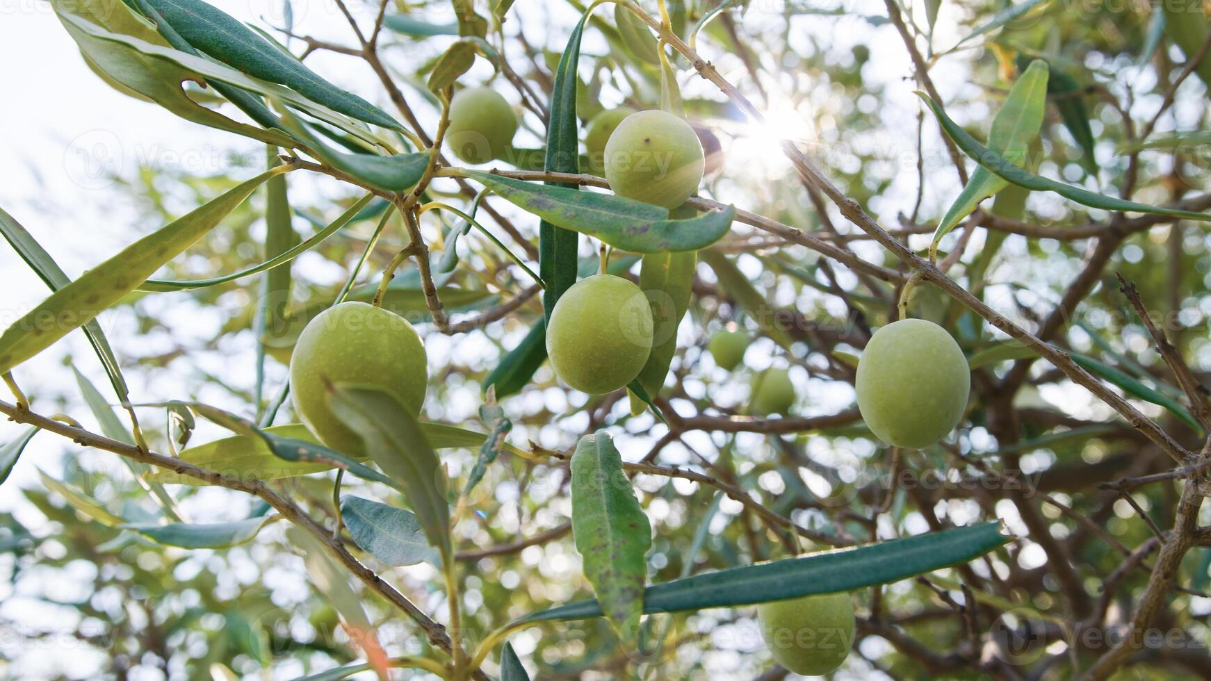 Green olives on tree branch photo