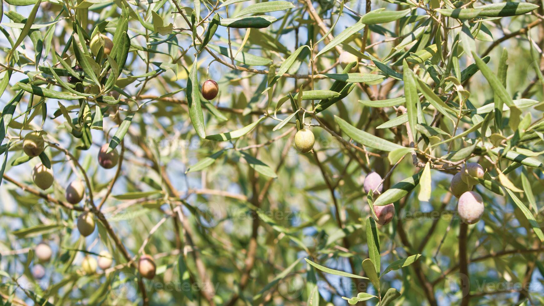 branch with Italian green olives photo