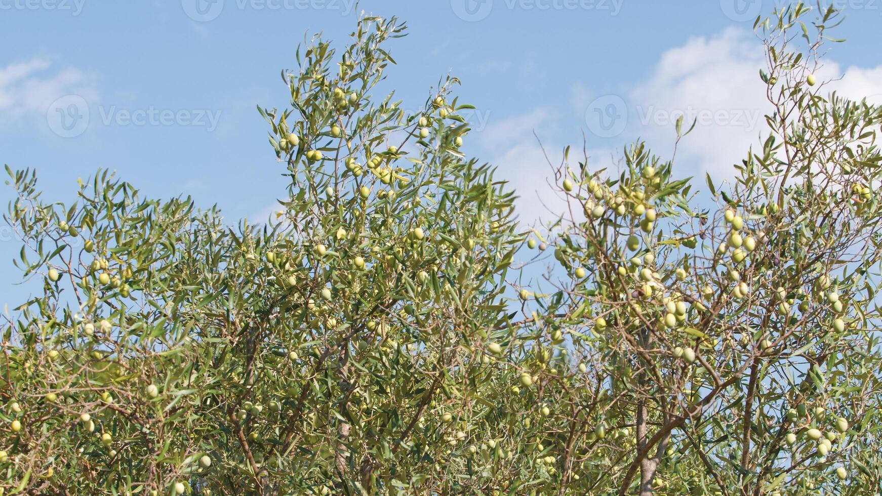 Green olives on tree branch photo
