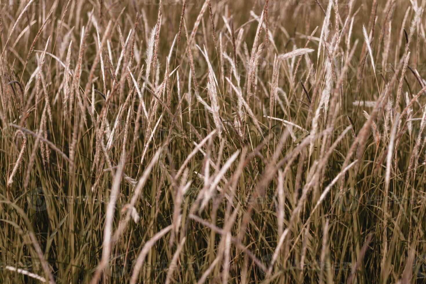 cylindrica reeds or cogon grass with Orange and teal preset photo