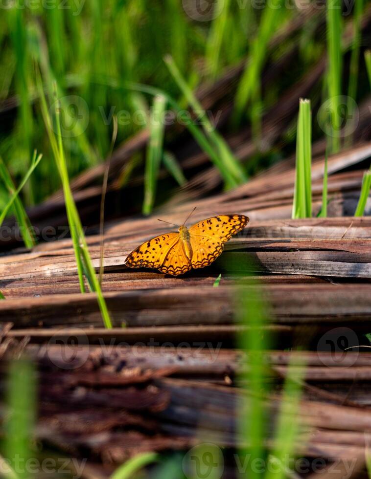 Common leopard butterfly or Phalanta phalantha perched on a dry coconut leaf exposed to morning sunlight photo