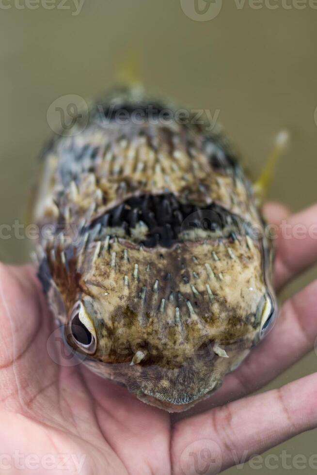 agua salada pescado - fumador pescado en mano foto