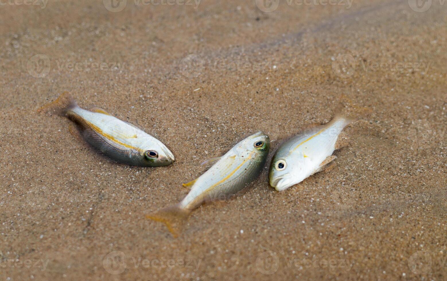 Small fish die due to tuba poisoning or Derris plants. environmental problems photo