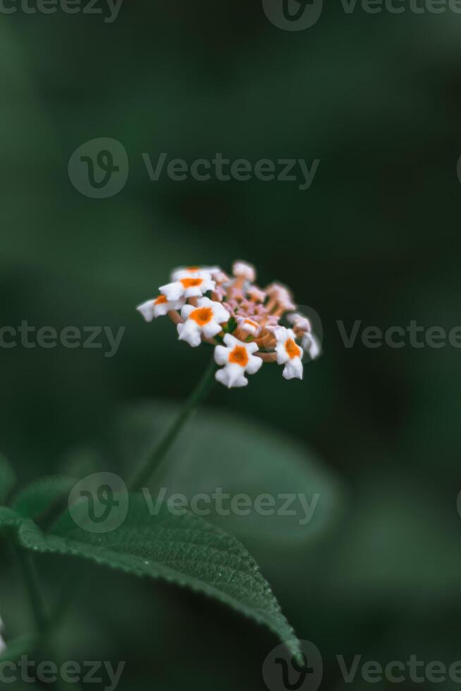 Selective focus of beautiful lantana camara flower photo