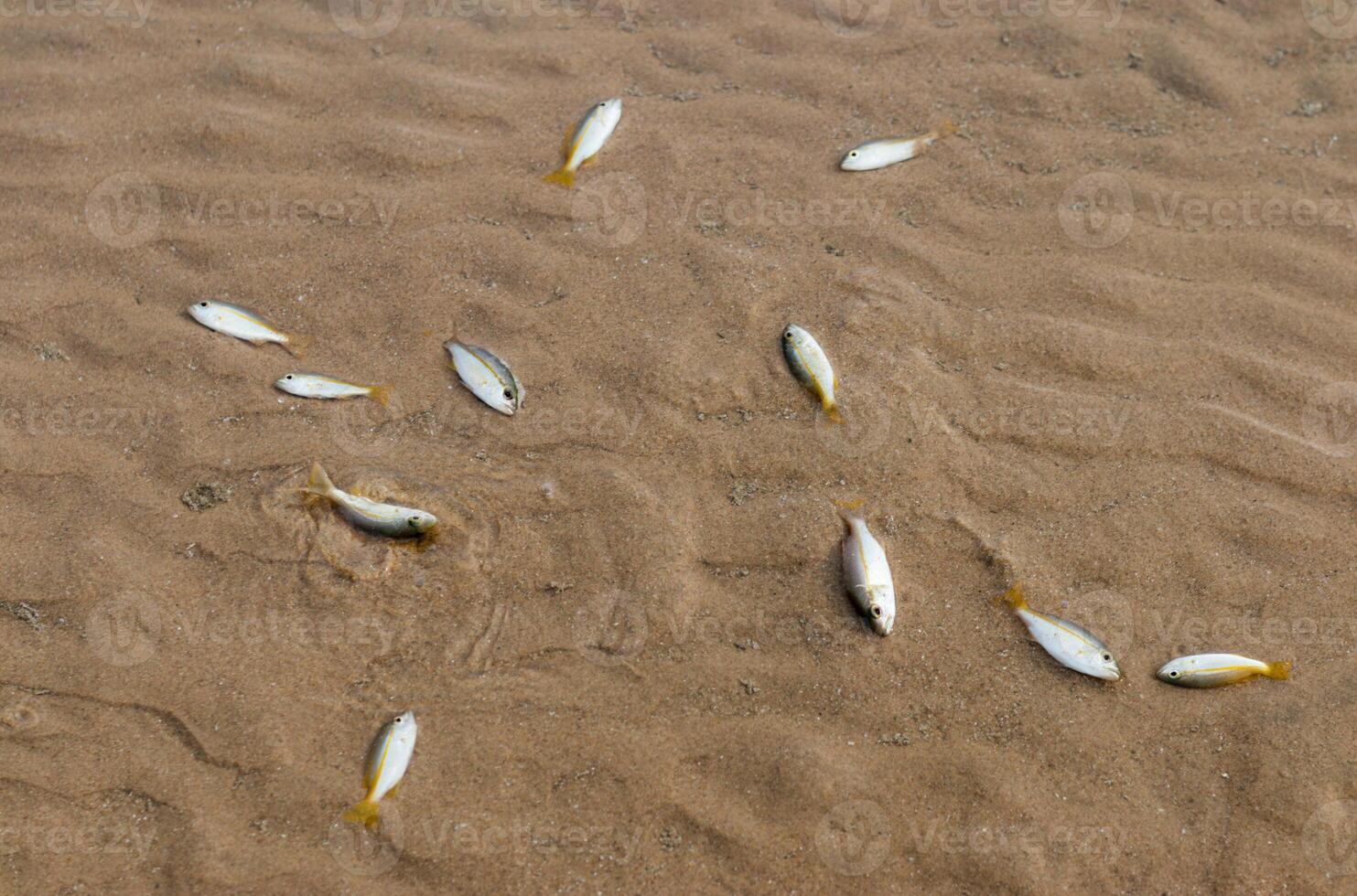 Small fish die due to tuba poisoning or Derris plants. environmental problems photo