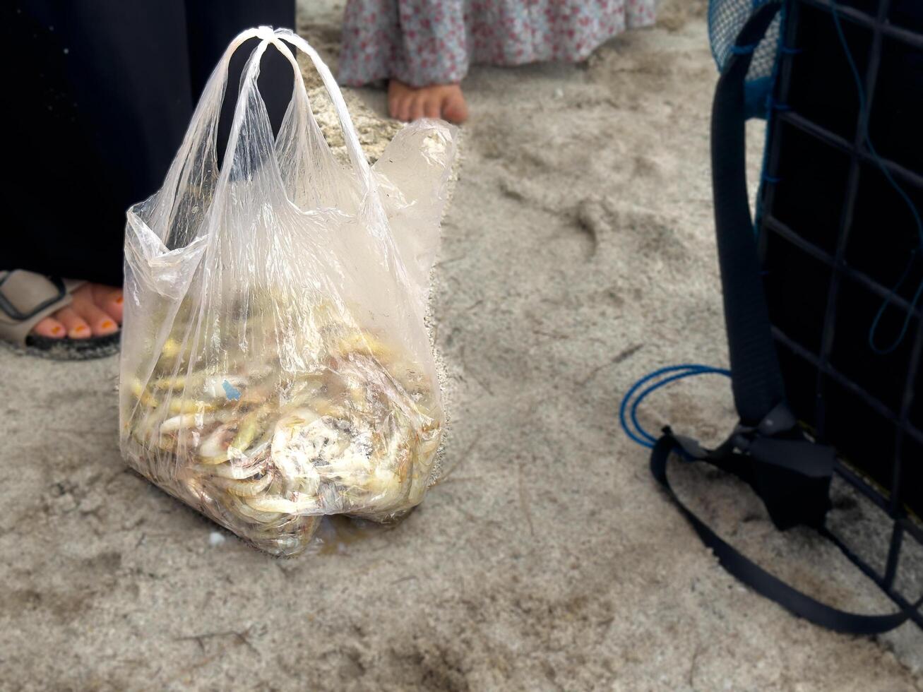 de alguien comestibles acostado en el arena, cuales contiene Fresco ingredientes desde el mar foto