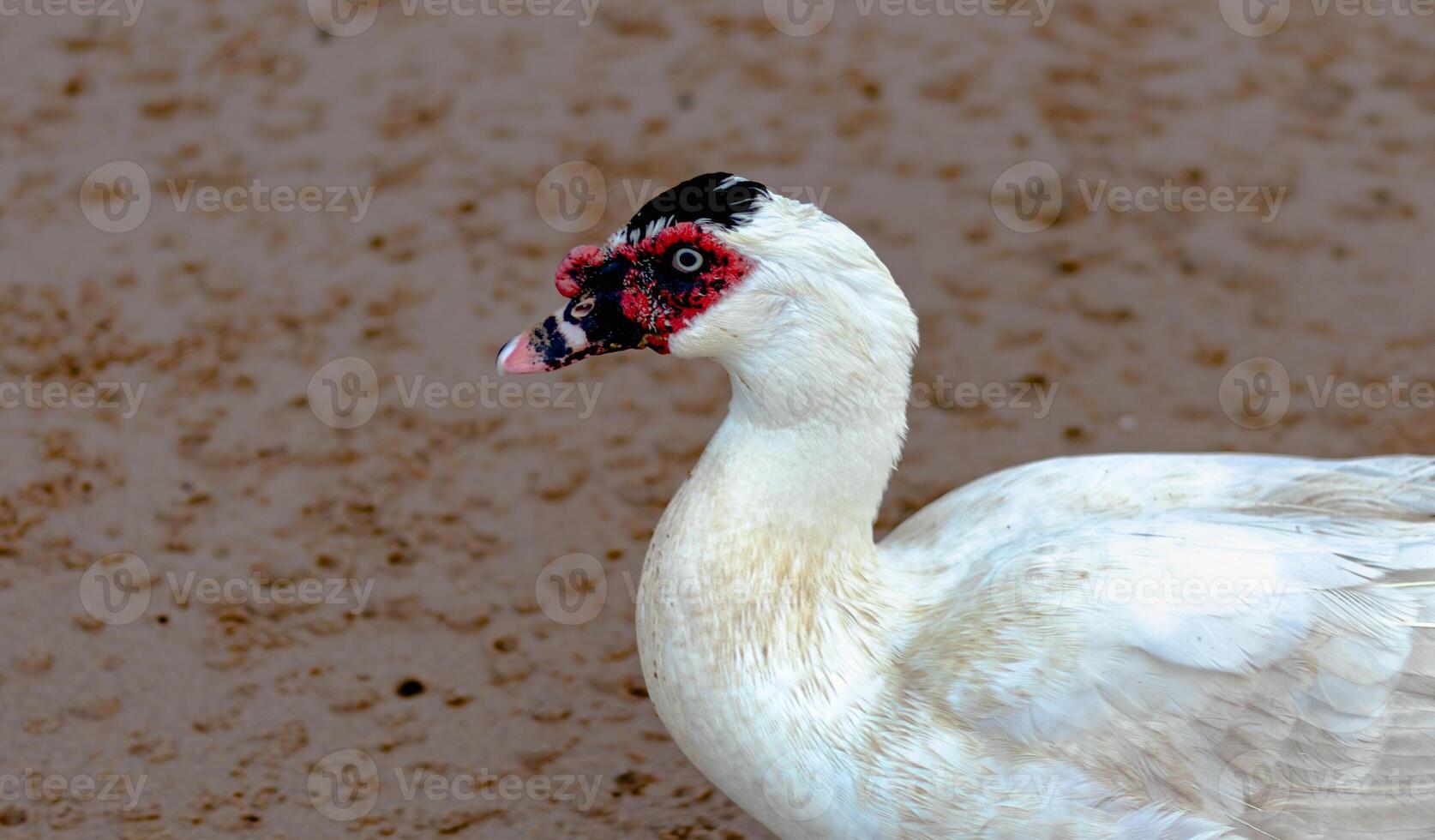 cairina moschata - Doméstico Moscovia Pato con rojo cara foto