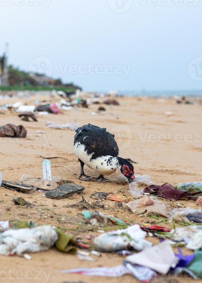 Cairina moschata -Domestica Muscovy Duck looking for food in piles of rubbish scattered on the beach. plastic pollution, environmental problems photo