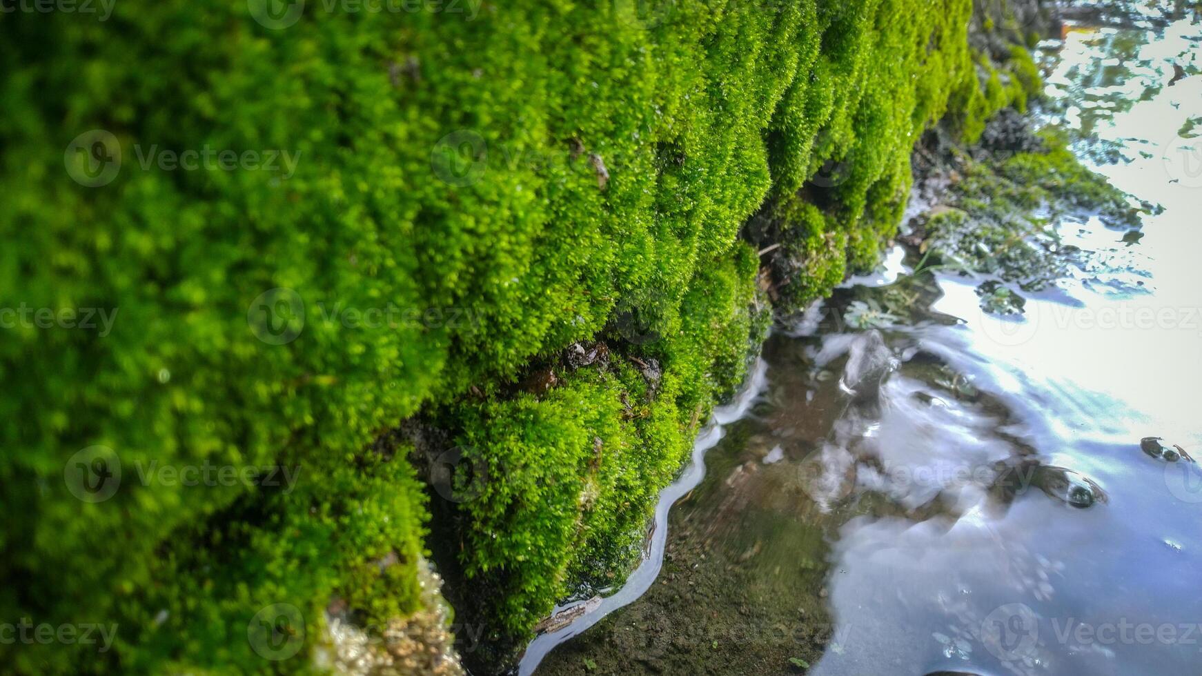 close-up of puddle with green moss on the stone photo