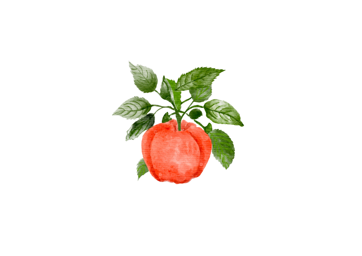 Watercolor red apple png