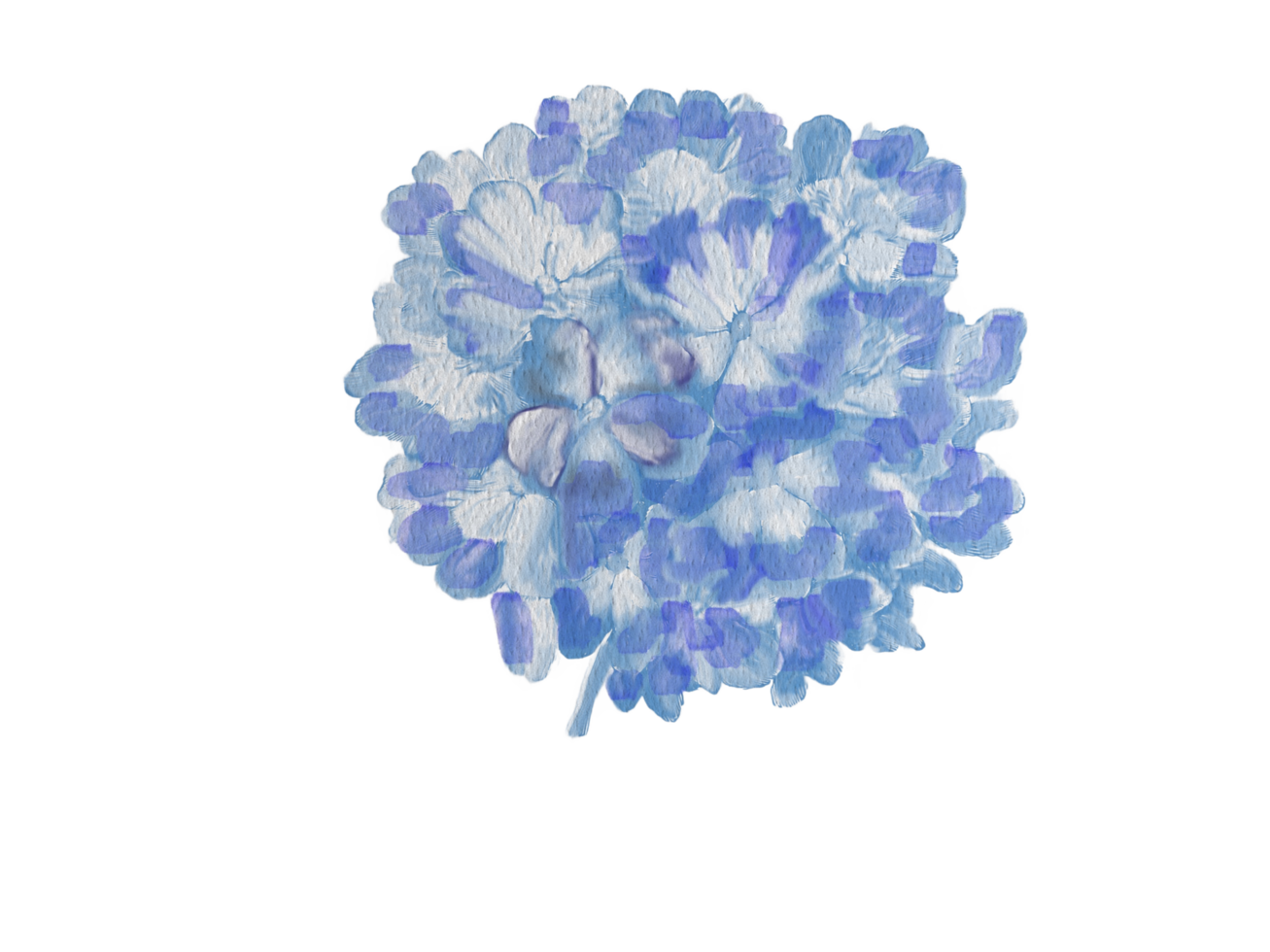 Watercolor hydrangea flower png