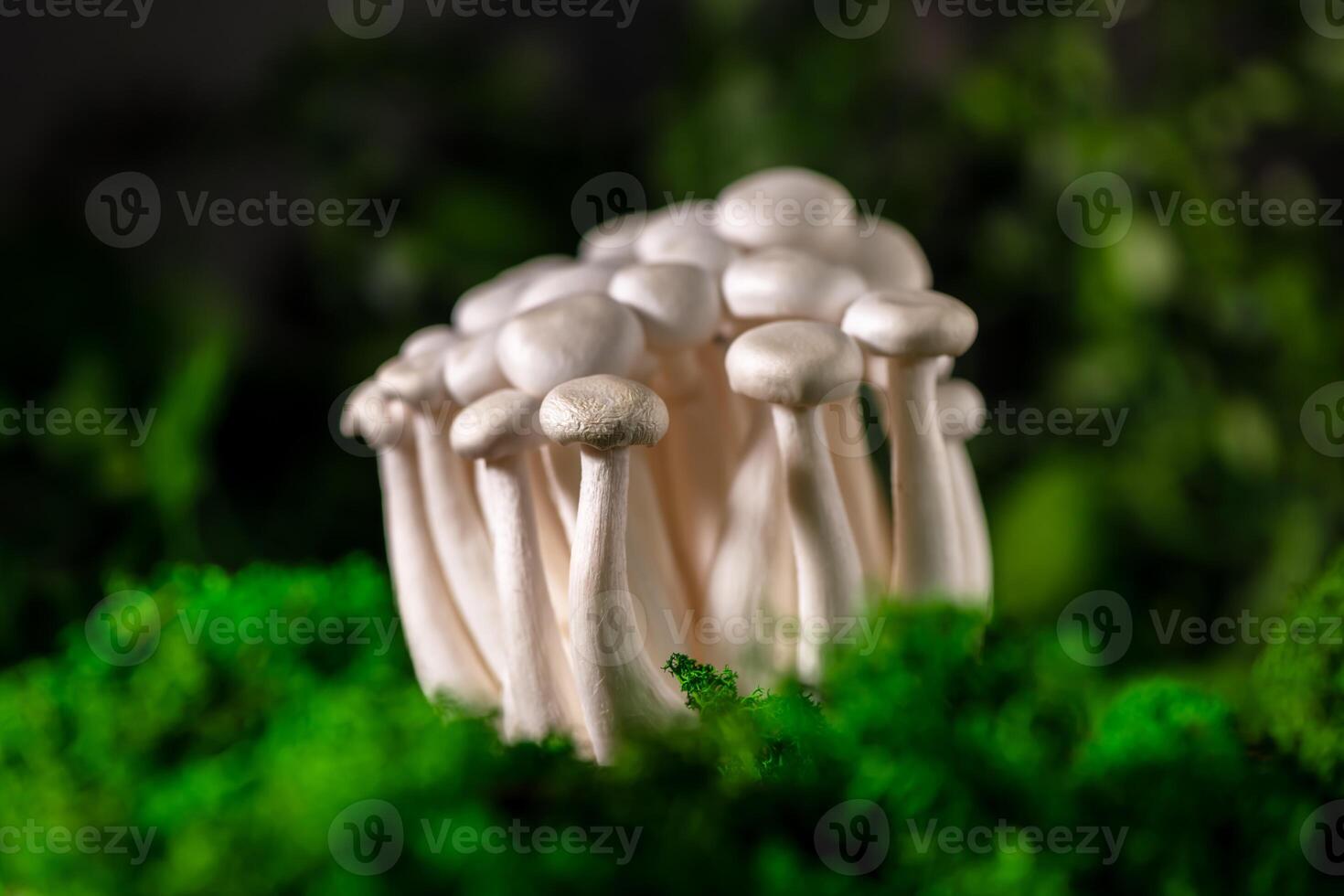 Closeup of a bunch of shimeji mushrooms on wooden background, with selective focus photo