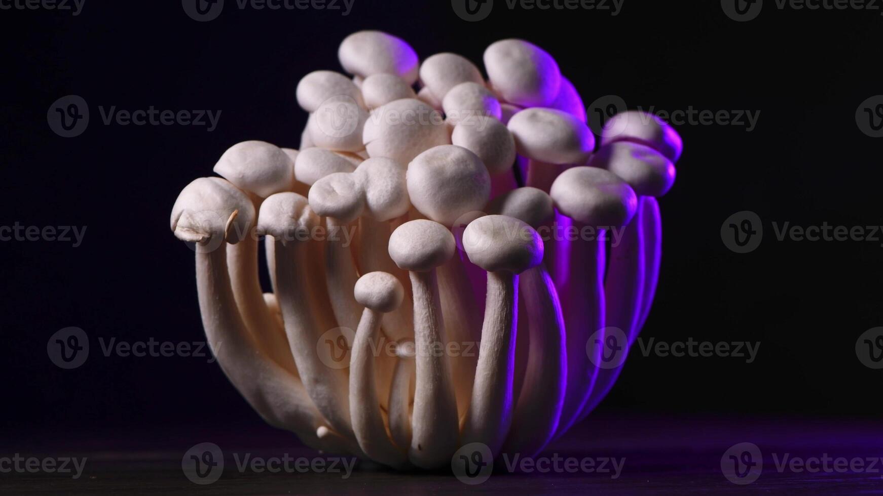 Closeup of a bunch of shimeji mushrooms with different colors on dark background photo