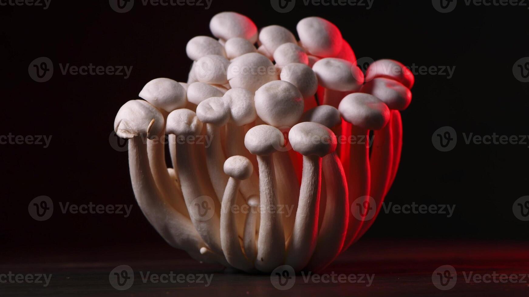 Closeup of a bunch of shimeji mushrooms with different colors on dark background photo