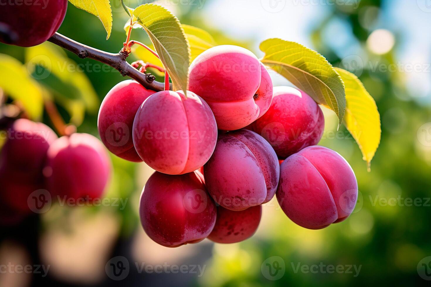 AI generated Plums on a branch close-up, summer photo