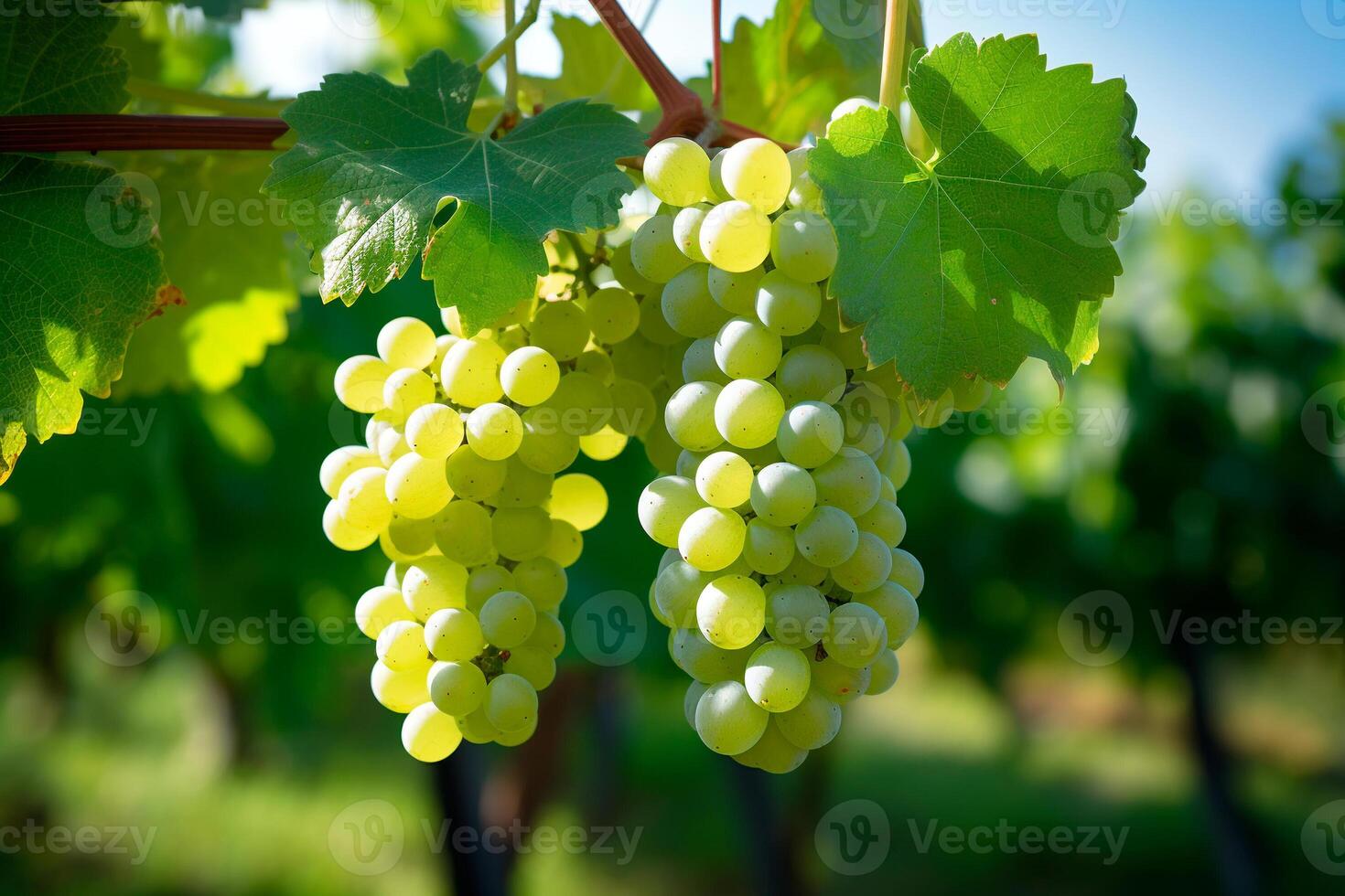 AI generated Green grapes on a branch close-up, grapevine photo